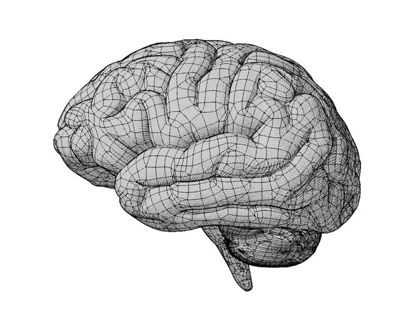 Illustrazione del cervello monocromatica su bianco BG — Vettoriale Stock