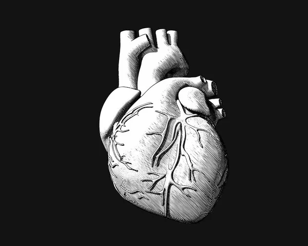 Monochromer Stich zeichnet menschliches Herz auf dunklem Bg — Stockvektor