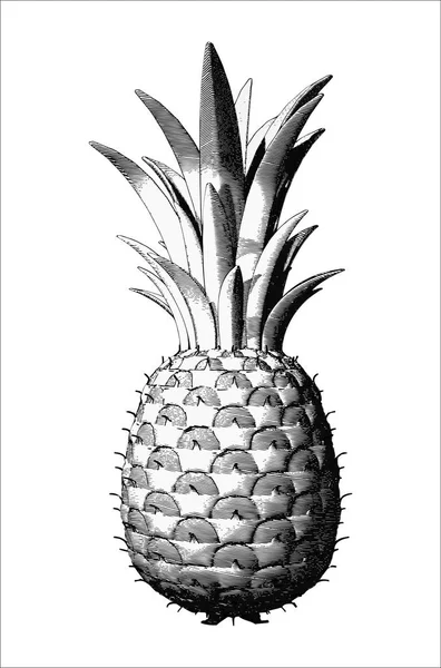 Siyah ve beyaz ananas illüstrasyon çizim — Stok Vektör