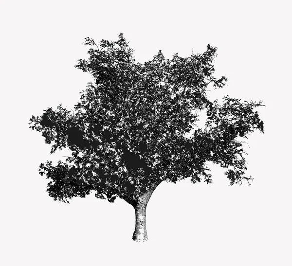 흑인과 백인 나무 그림 그리기 — 스톡 벡터