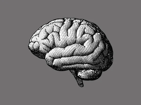 Monochrome brain drawing on gray BG — Stock Vector