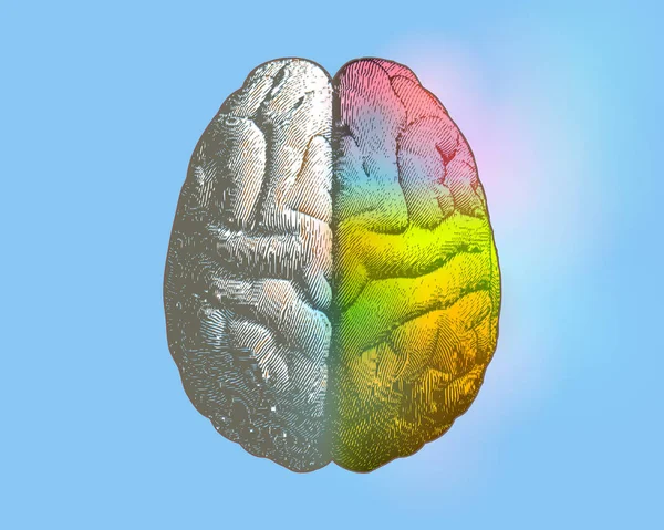 Left and right colorful brain illustration on blue BG — Stock vektor