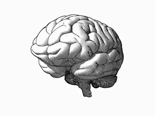 Engraving monochrome brain in perspective view on white BG — Stock Vector