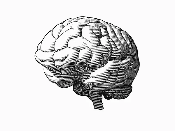Gravação do cérebro monocromático em perspectiva vista sobre BG branco — Vetor de Stock
