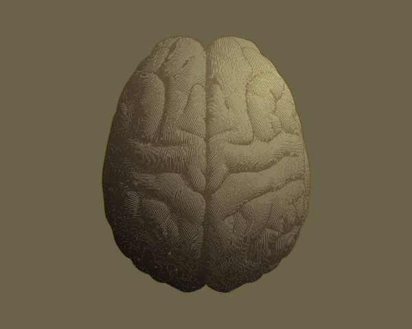 Grabado dorado vista superior del cerebro aislado en oro BG — Vector de stock