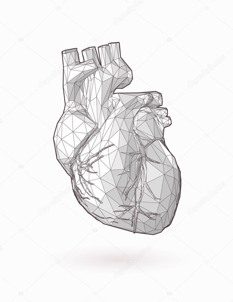 Low poly human heart graphic illustration on white BG