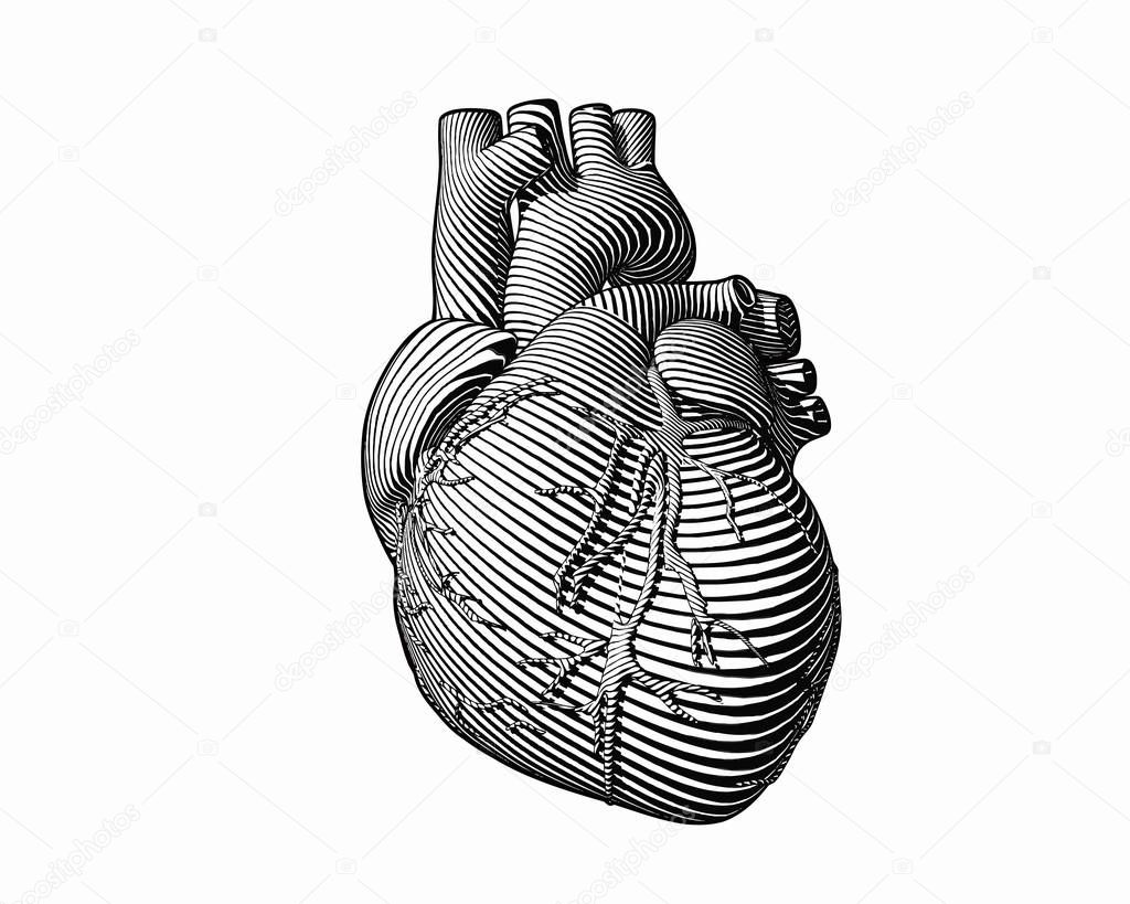 Engraving monochrome human heart style on white BG