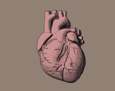 Pembe insan kalp hafif kahverengi Bg çizim