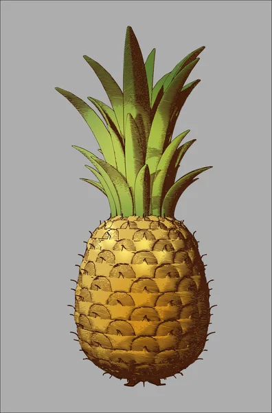 Engraving color pineapple illustration on gray BG — Stock Vector