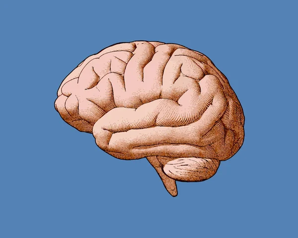 Vintage Gehirn Zeichnung mit Retro-Farbstil — Stockvektor