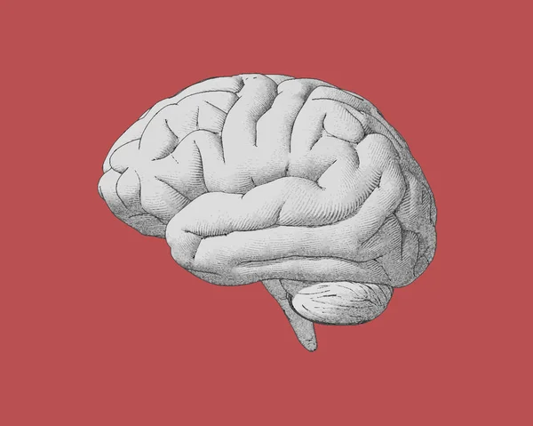Desenho do cérebro vintage com estilo de cor retro — Vetor de Stock