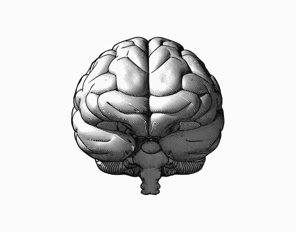 Illustrazione del disegno del cervello in vista anteriore — Vettoriale Stock