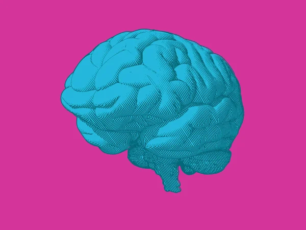 Dibujo de perspectiva ilustración cerebral — Vector de stock