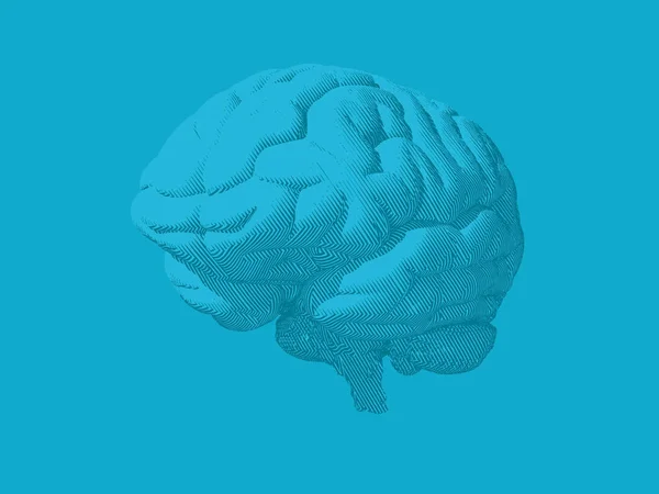 Dibujo de perspectiva ilustración cerebral — Vector de stock