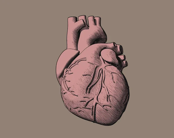 Pembe insan kalp hafif kahverengi Bg çizim