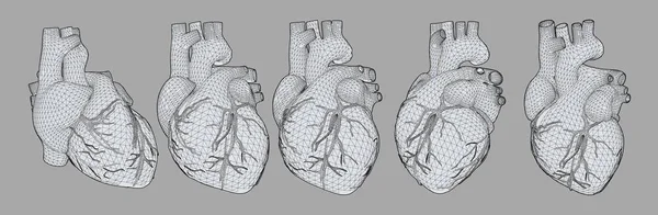 さまざまなビューでの 3 d の人間の心図 — ストックベクタ