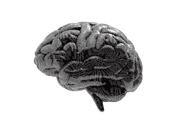 Dark grawerowane ilustracja ludzki mózg — Wektor stockowy