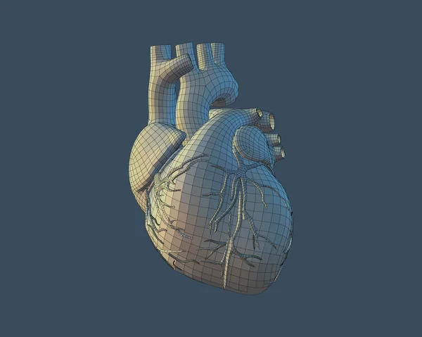 Corazón humano 3D con estructura de alambre en azul BG — Archivo Imágenes Vectoriales