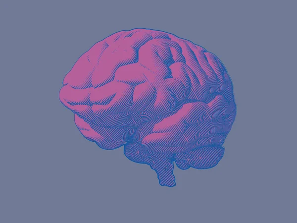青灰色の背景に分離された斜斜視の彫刻ピンク脳 — ストックベクタ