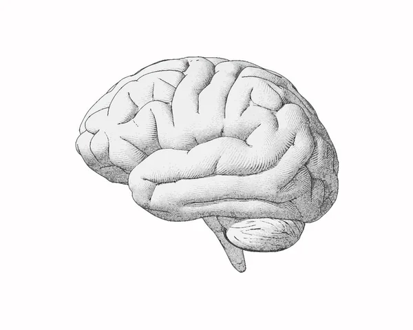 Монохромний Гравірувальний Вигляд Збоку Мозку Яким Малюнком Ілюстрації Білому Тлі — стоковий вектор