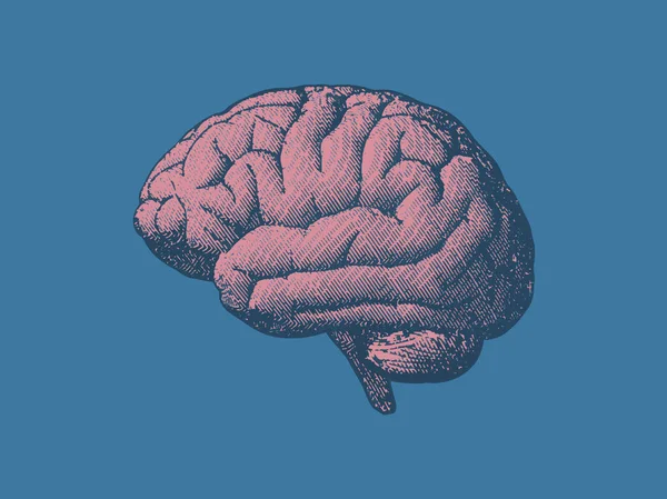 Grabado Rosa Dibujo Ilustración Cerebral Aislado Sobre Fondo Azul Turquesa — Vector de stock