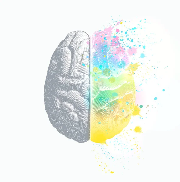 Beyaz Bg izole sağ beyin fuction mevcut