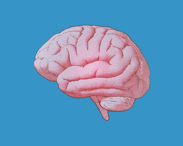 青い Bg に分離された刻まれたベクトル ピンク脳 — ストックベクタ