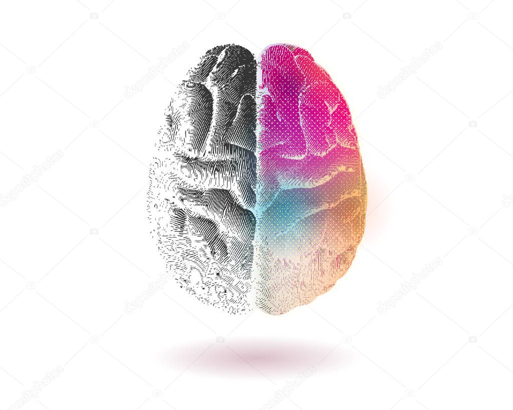 Right brain fuction present isolated on white BG