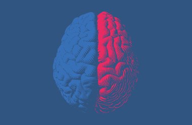 Üst görünüm sol ve sağ insan beyni çizimi 