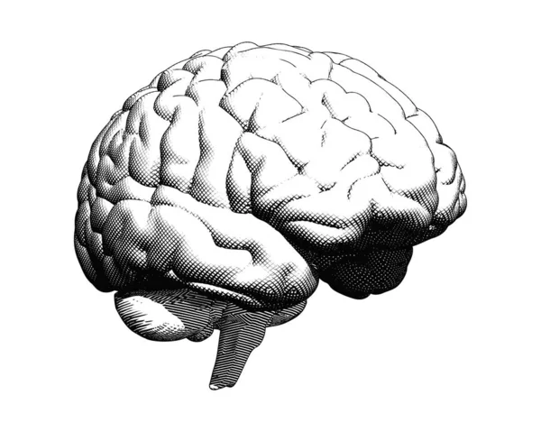 Human brain drawing illustration on white BG — Stock Vector