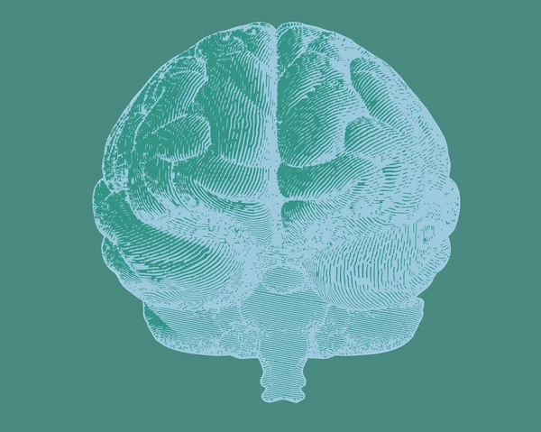 Gravura Negativa Ilustração Cérebro Vista Frontal Sobre Fundo Verde Escuro — Vetor de Stock