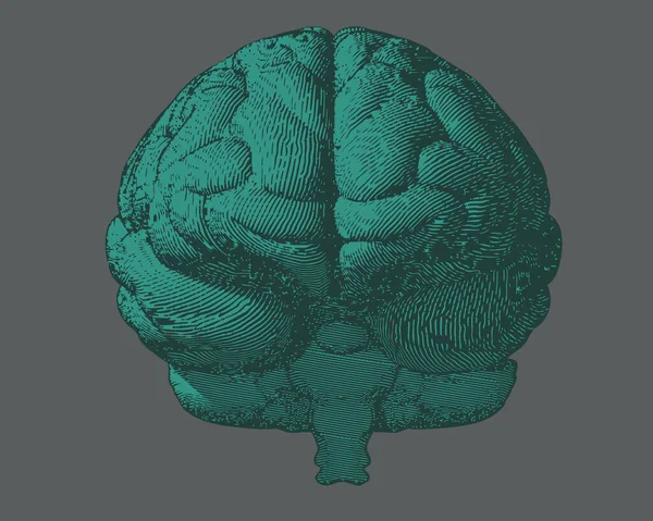 濃い灰色の背景の正面ビューで緑の彫刻脳イラスト — ストックベクタ