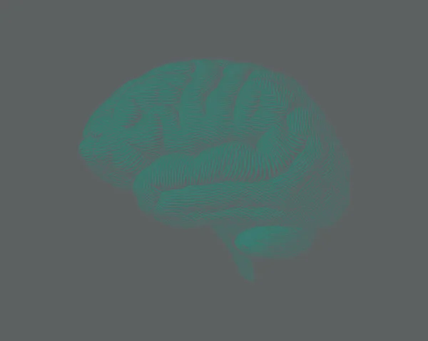Hellgrüne Gravur Gehirn Seitenansicht Illustration Isoliert Auf Grauem Hintergrund Niedrigen — Stockvektor