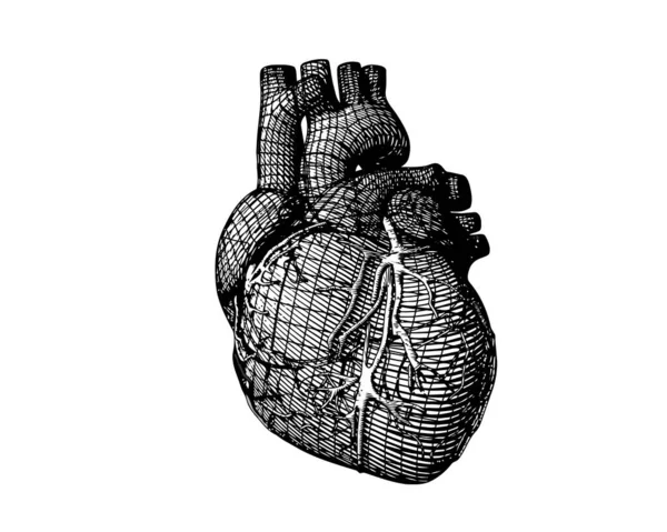 Monocromo Estilizado Alambre Corazón Humano Aislado Sobre Fondo Blanco — Vector de stock