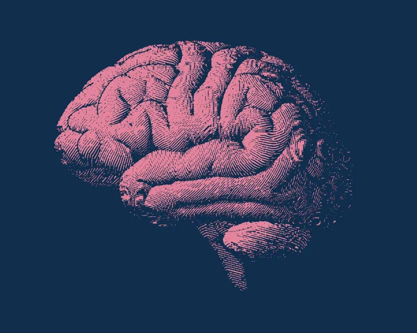 Ροζ Εγχάραξη Πλευρά Του Εγκεφάλου Απεικόνιση Παλιά Στυλ Σκούρο Μπλε — Διανυσματικό Αρχείο