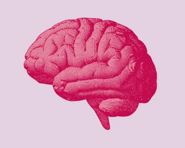 红色和粉色雕刻的人脑侧面视图在深色明亮的背景上描绘旧式风格 — 图库矢量图片