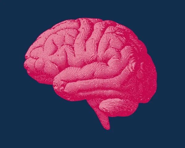 Grabado Rojo Rosa Vista Lateral Del Cerebro Ilustración Viejo Estilo — Vector de stock