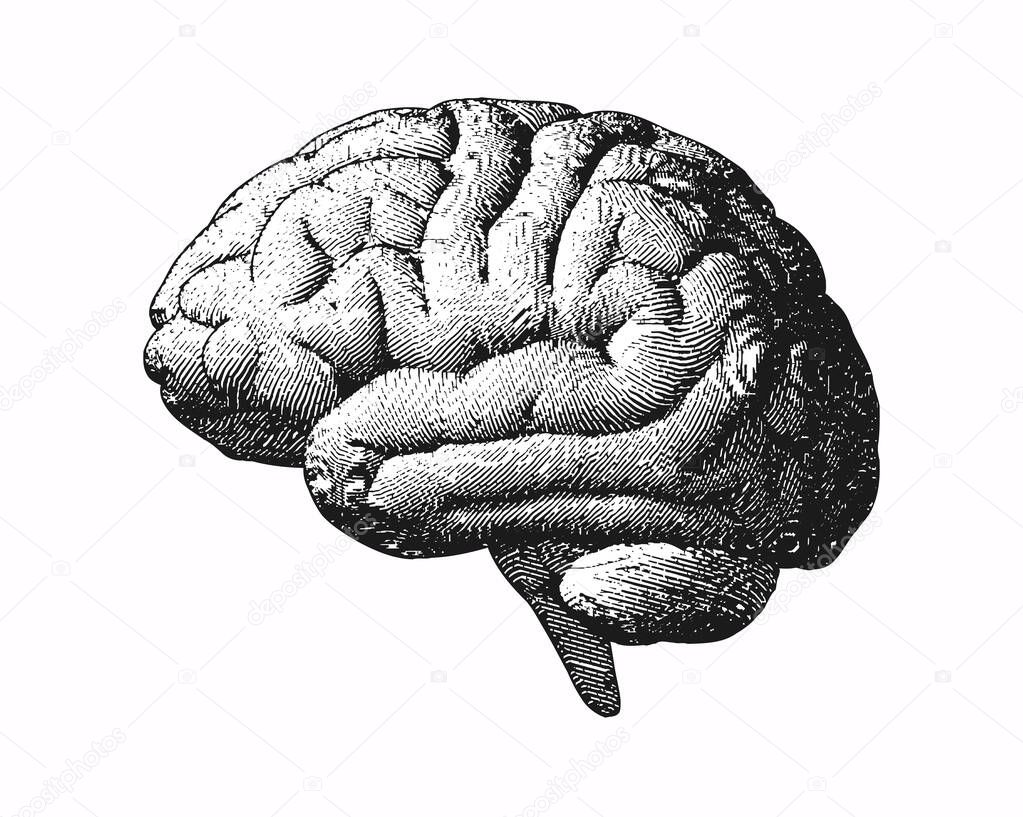 Monochrome engraving brain side view illustration old style on white background