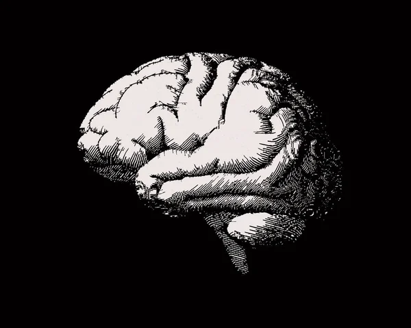 Grabado Blanco Vista Lateral Del Cerebro Ilustración Viejo Estilo Sobre — Archivo Imágenes Vectoriales