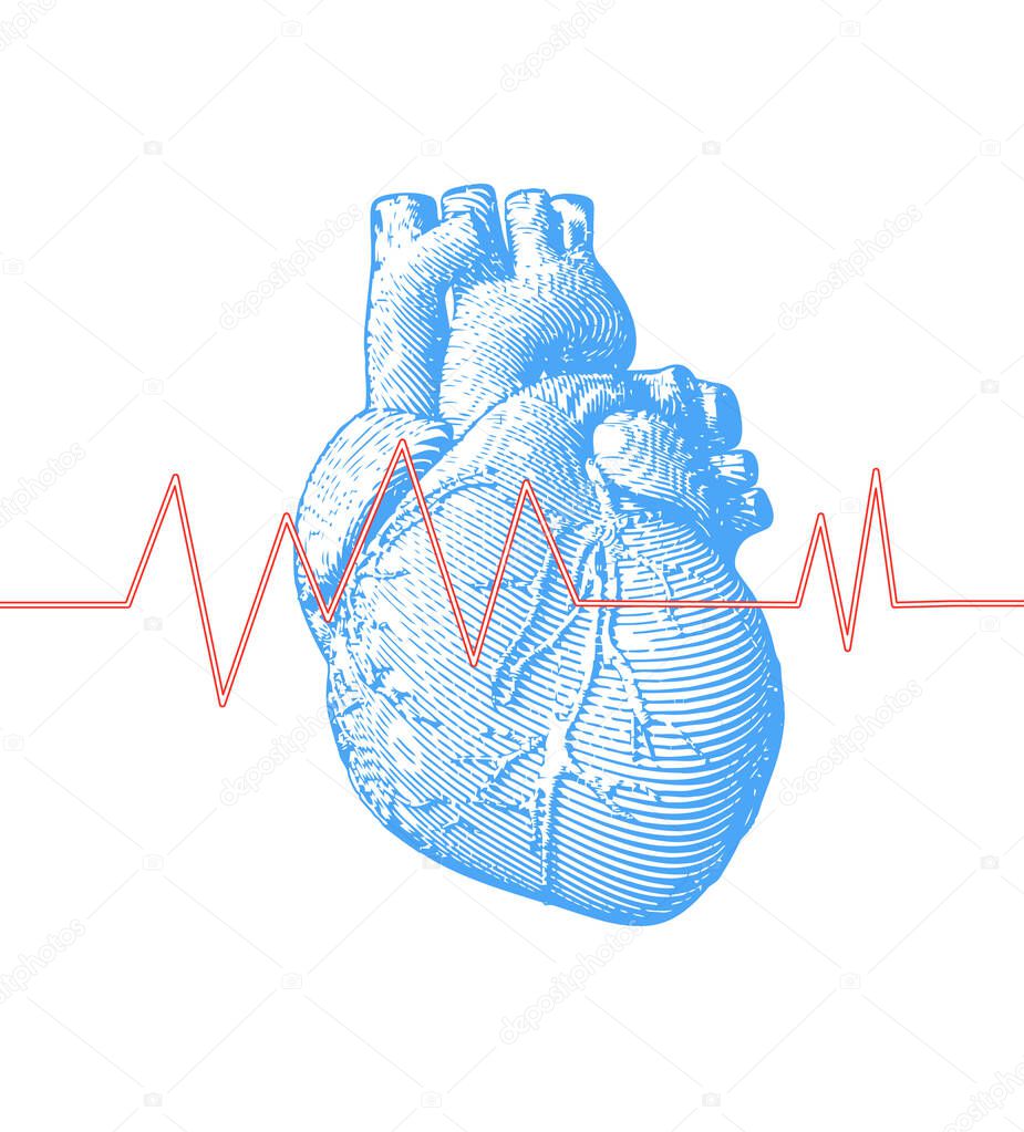 Vintage retro engraving blue human heart illustration on white background with heart rate pulse graph