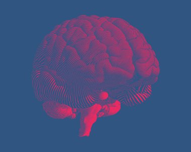 Koyu mavi arkaplanda izole edilmiş, perspektif görünümlü, parlak kırmızı hacimli insan beyni çizimi