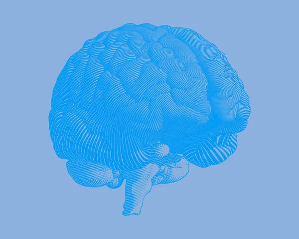 Grabado Azul Ilustración Cerebral Perspectiva Vista Lateral Aislada Sobre Fondo — Vector de stock