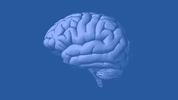 Crosshatch Cérebro Humano Vintage Azul Gravada Desenho Vista Lateral Ilustração — Vetor de Stock