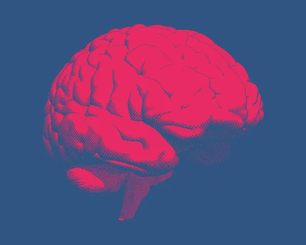 鮮やかな赤人間の脳は 深い青で隔離された視点側のビューイラストで固体彫刻を交差 — ストックベクタ