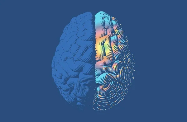 Grabado Hemisferios Izquierdo Derecho Colorido Ilustración Cerebral Vista Superior Aislado — Archivo Imágenes Vectoriales