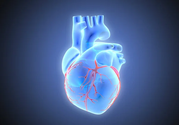 3D rendering illustration blue x-ray human organ heart with red vein glowing isolated on dark blue background included with object clipping path