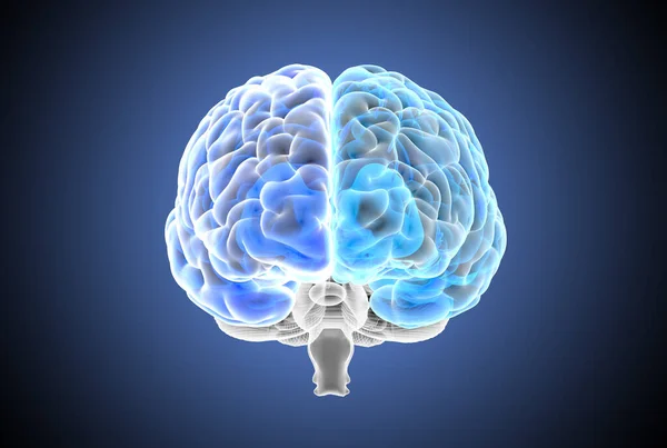 Visualización Hemisferios Ilustración Visión Frontal Rayos Del Cerebro Humano Aislado —  Fotos de Stock