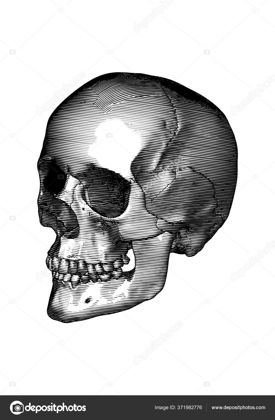 Monocromático Preto Vintage Gravado Desenho Humano Crânio Perto Mandíbula  Perspectiva Vetor de stock de ©Jolygon 371982776, image size:1115x1700