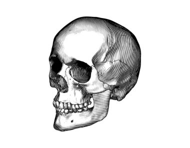 Monochrome black vintage engraved drawing human skull close jaw perspective side view vector biology illustration isolated on white background clipart