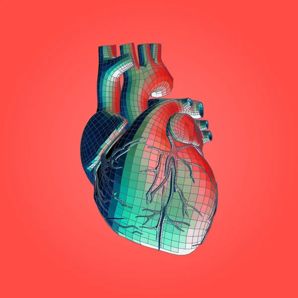 Wireframe Polygonal Humano Órgão Coração Colorido Vetor Ilustração Isolado Fluorescente — Vetor de Stock